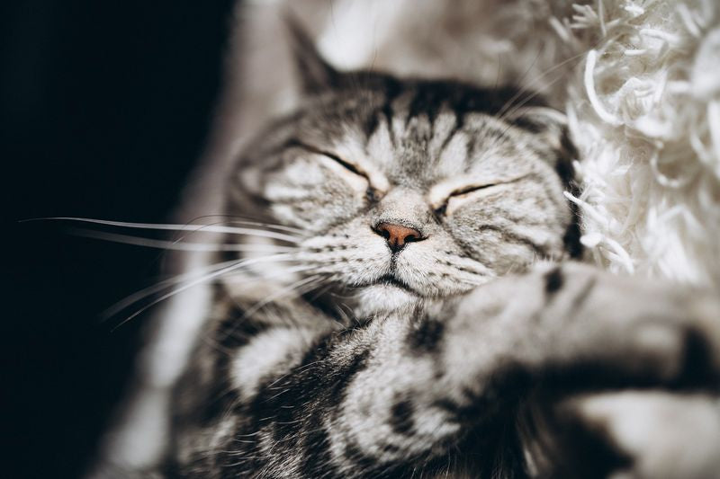 A sleepy house cat on the couch for the RshPets store's blog about fur shedding.