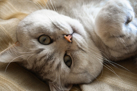 A light-colored cat with blue eyes is lying down for the Rshpets blog.
