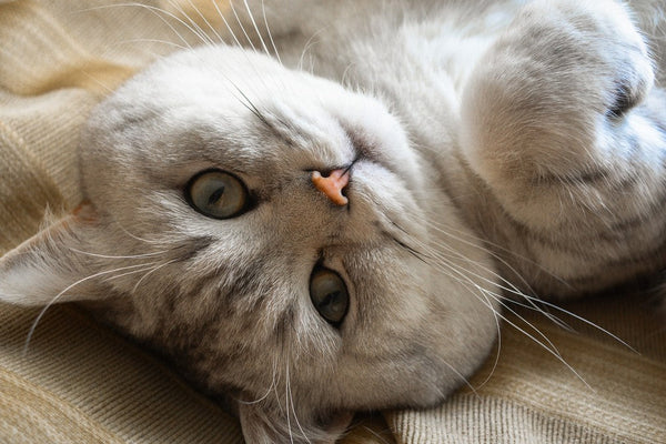 Understanding Destructive Cat Behavior — and How to Fix It with Love