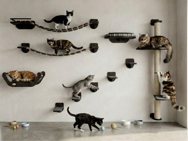 How Cats Communicate with Humans: The Language of Tails, Ears, and Purring