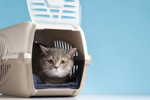 Traveling with Your Cat: Tips and Gear for Safe Trips