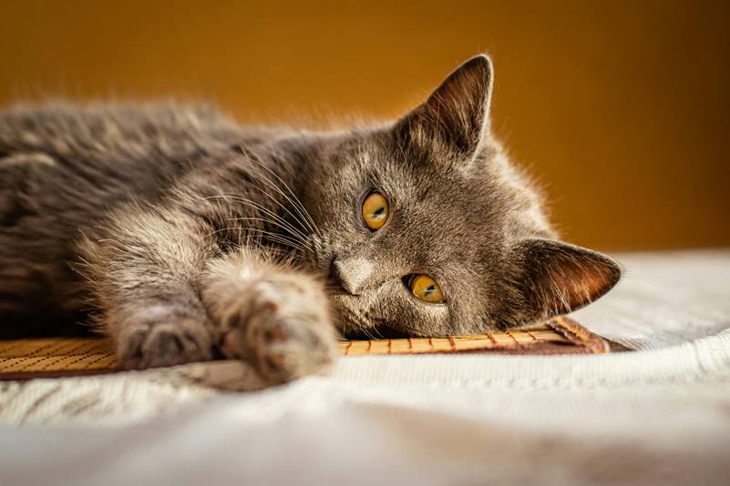 Wall mounted cat complexes: A solution to cat boredom