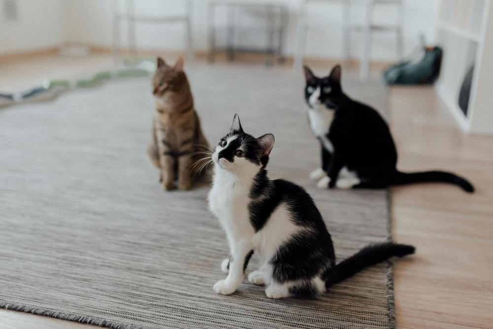 Three indoor cats sitting on a neutral rug in a modern living room, looking attentively upward in a bright minimalist home environment.