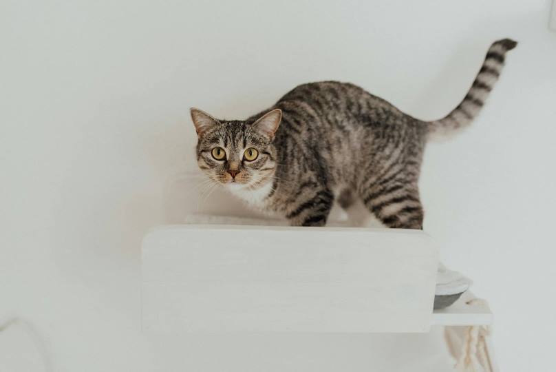 How to train your cat to use wall shelves