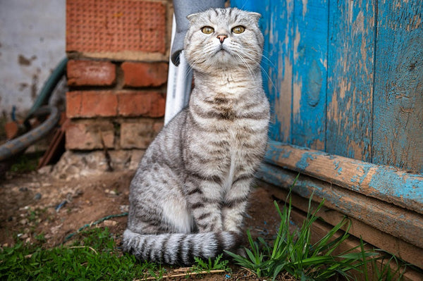 Scottish Fold: Adorable Ears and Playful Behaviors Explained