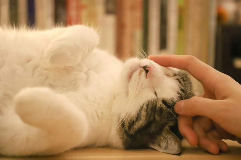 How Wall-mounted Cat Complexes Help Reduce Stress in Pets
