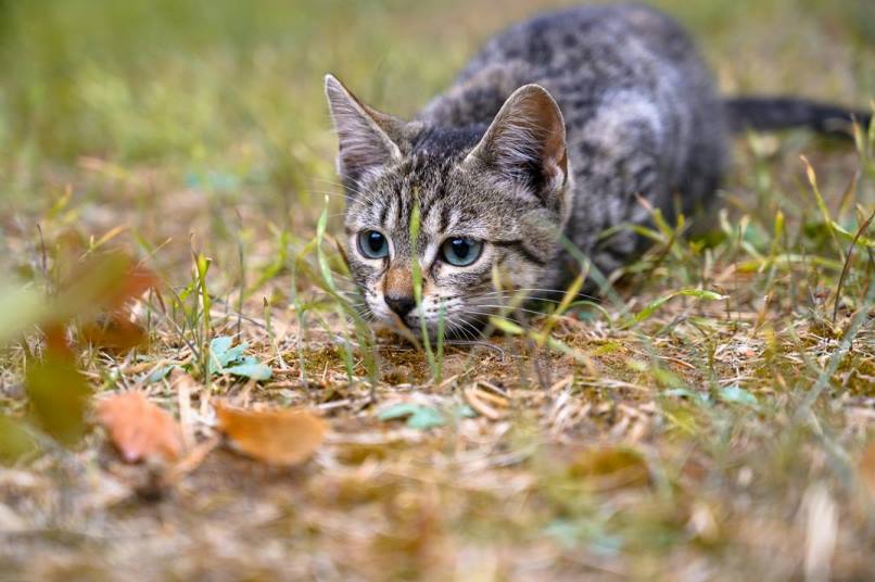Homemade Cat Food Recipes