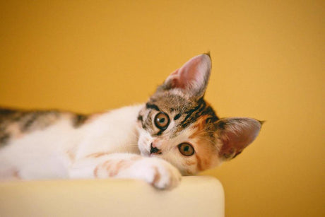 Close-up of a young calico cat resting with bright, attentive eyes and forward-facing ears, expressing curiosity and calm behavior.