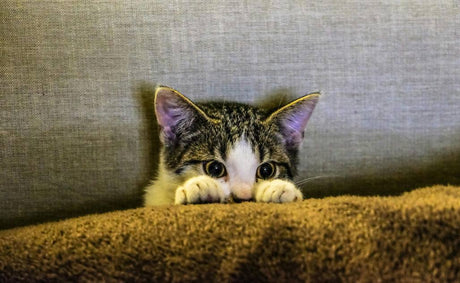 Wall Mounted Cat Highway Design: Expert Tips for a Safe, Beautiful Cat Highway