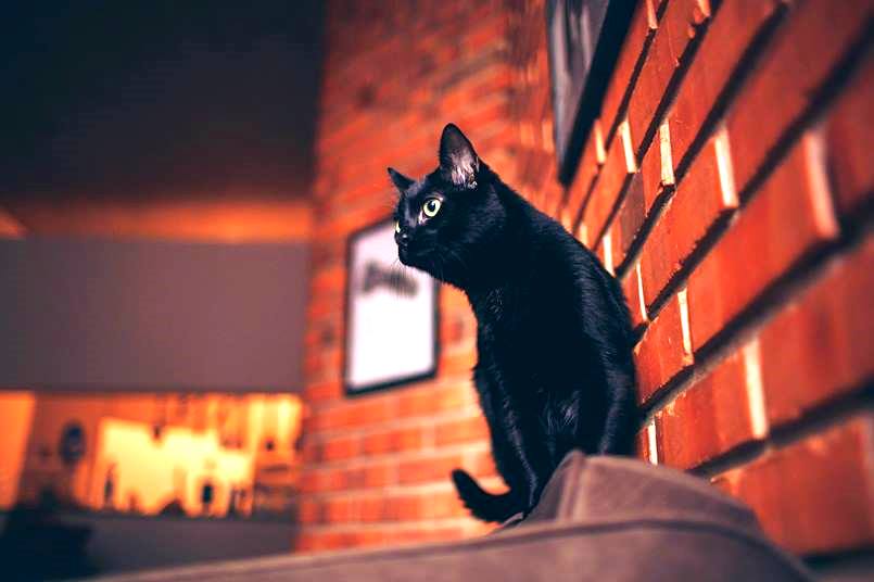 Why cats need vertical space: Veterinary Insights