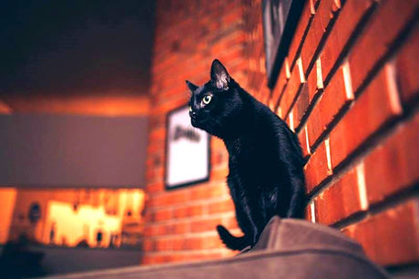 Why cats need vertical space: Veterinary Insights
