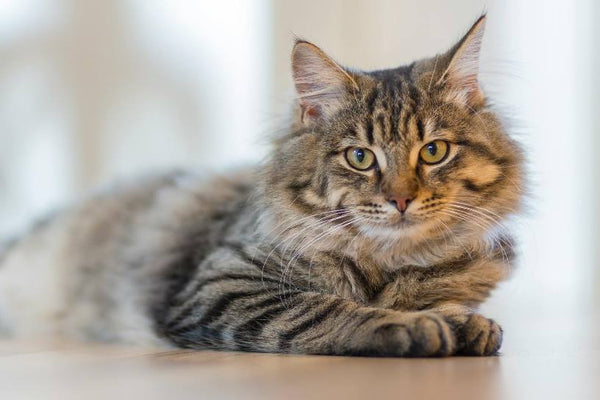 Meubles muraux pour chats dans les petits appartements : gagner de l’espace tout en enrichissant la vie de votre animal.