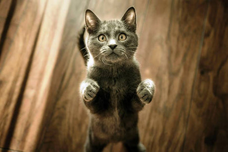 Safety Guidelines for Installing Wall-mounted Cat Furniture