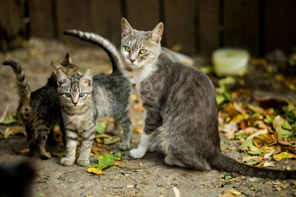 The Two-Week Adjustment Period: Setting Realistic Expectations for a Newly Adopted Cat