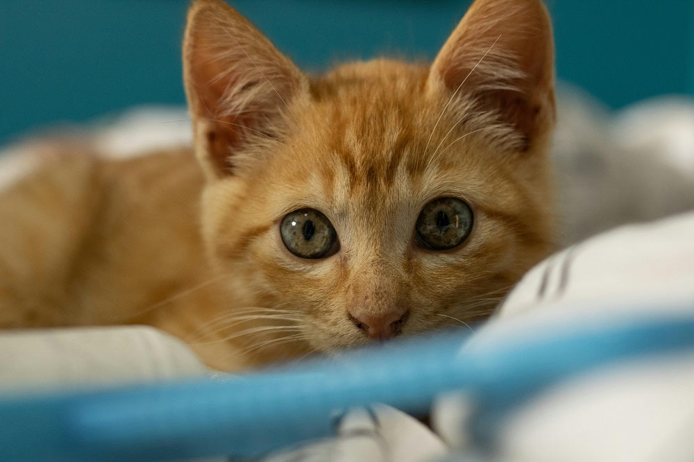 The Hidden Dangers of Human Foods: What Your Cat Should Never Eat.