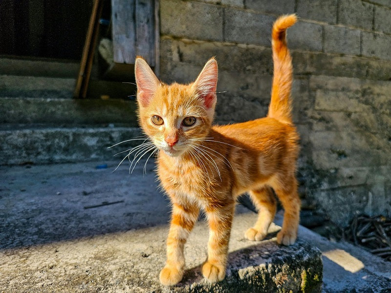 Your Cat to Drink More Water
