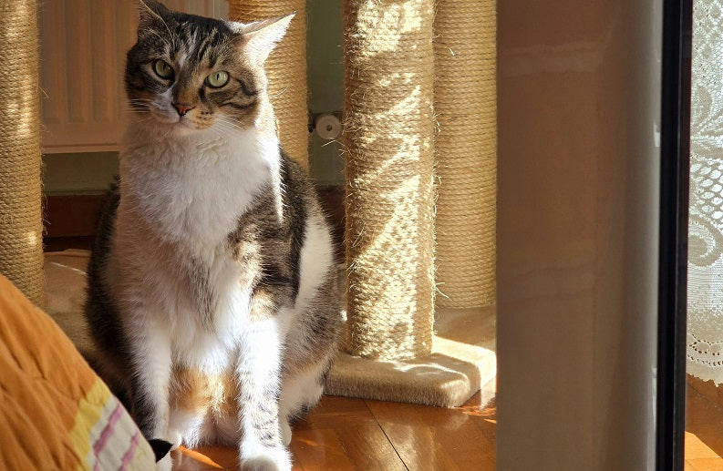 Allergy-Friendly Foods: Managing Food Sensitivities in Cats