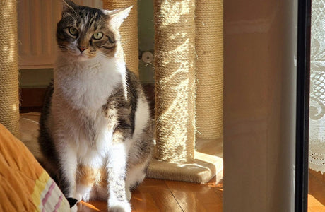 Allergy-Friendly Foods: Managing Food Sensitivities in Cats