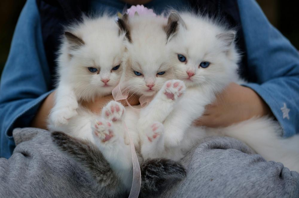Child gently holding three fluffy white kittens with blue eyes, all cuddled close together and looking at the camera