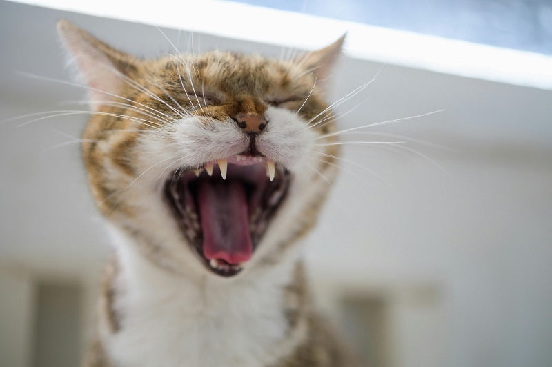 Dental Care Routines: Preventing Plaque Buildup in Cats