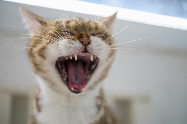 Dental Care Routines: Preventing Plaque Buildup in Cats