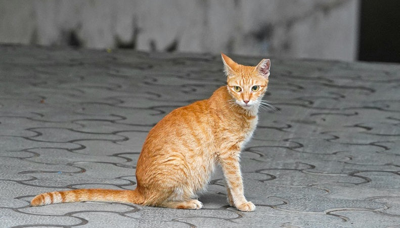 Eco-Friendly Cat Food Brands: Sustainable Options for 2025