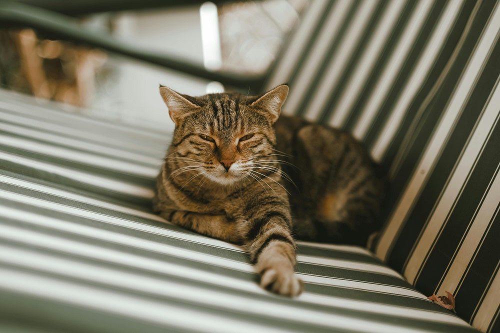 Why Your Cat 'Talks' So Much: A Deep Dive into Vocalization Breeds