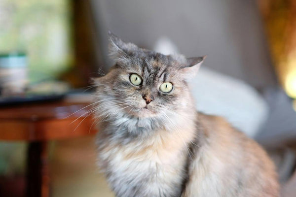 Why Senior Cats Deserve Loving Homes and Bring Unexpected Joy