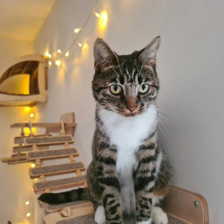 Sandra's review of RshPets cat wall furniture