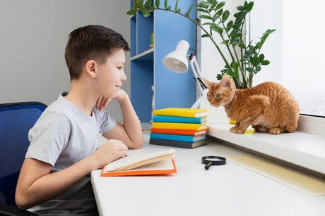 getting the cat back to school routine