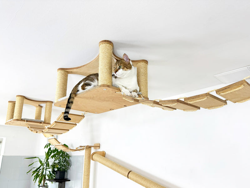Two cats on a wooden cat tree with shelves against a white wall.