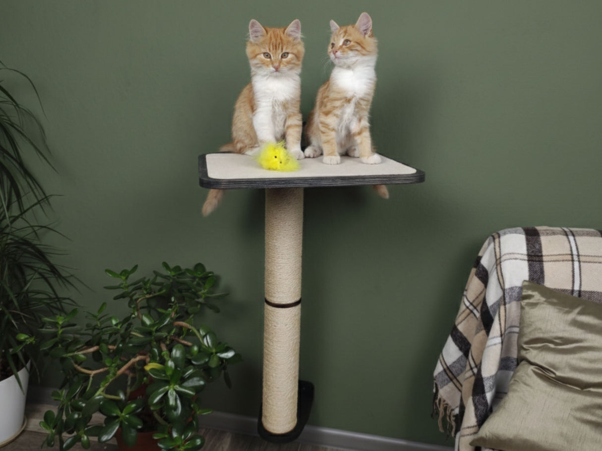 Two cats on a cat tree with a green wall and plant in the background