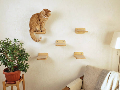 wall steps for cats