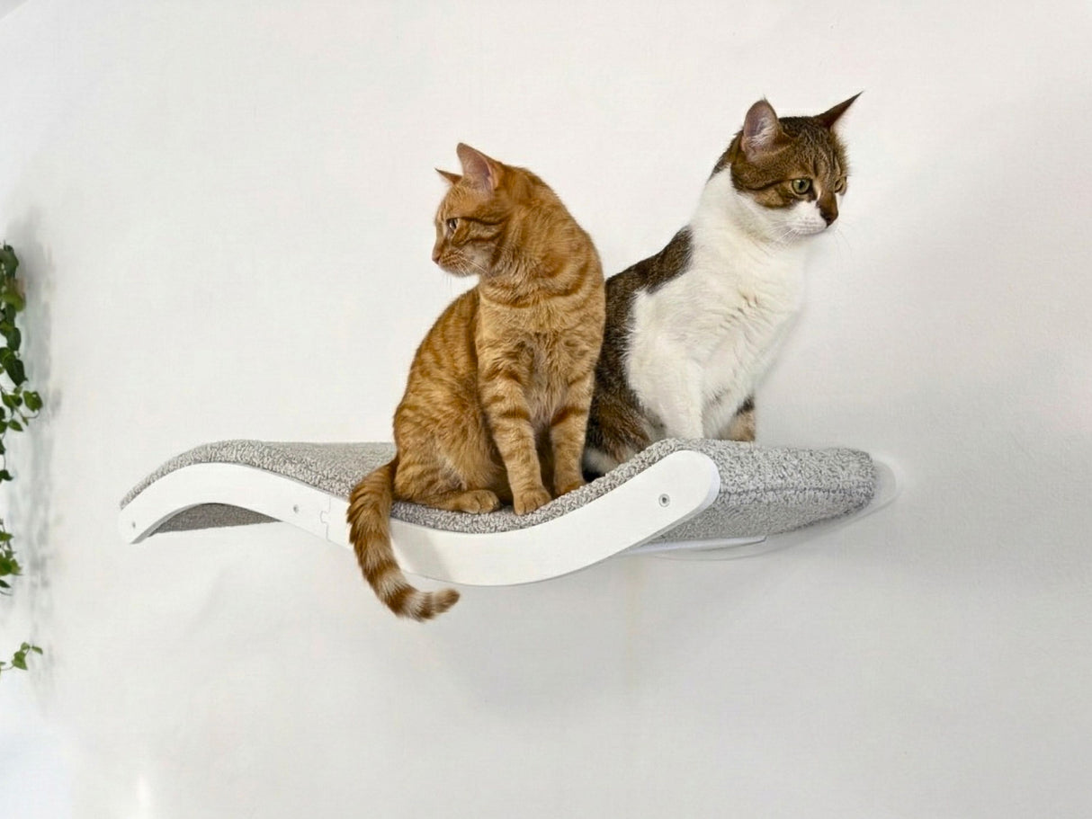 Two cats sitting on a white cat shelf with a minimal white background