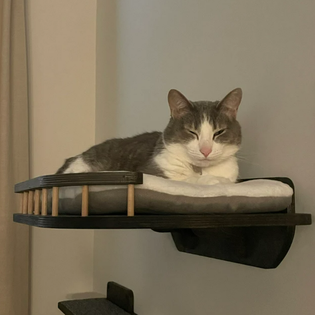 Cat wall shelf bed for big cats, Cat resting on a wall bed