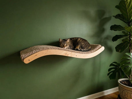 One cats resting on a curved wooden cat shelf against a green wall.