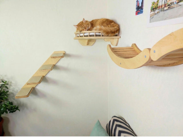 cat shelves wall