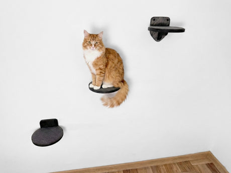 cat wall shelves