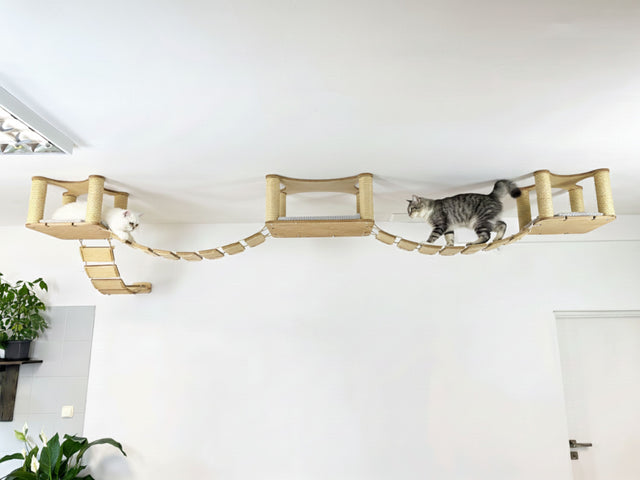 Cat climbing on a wooden cat tree attached to a white wall.