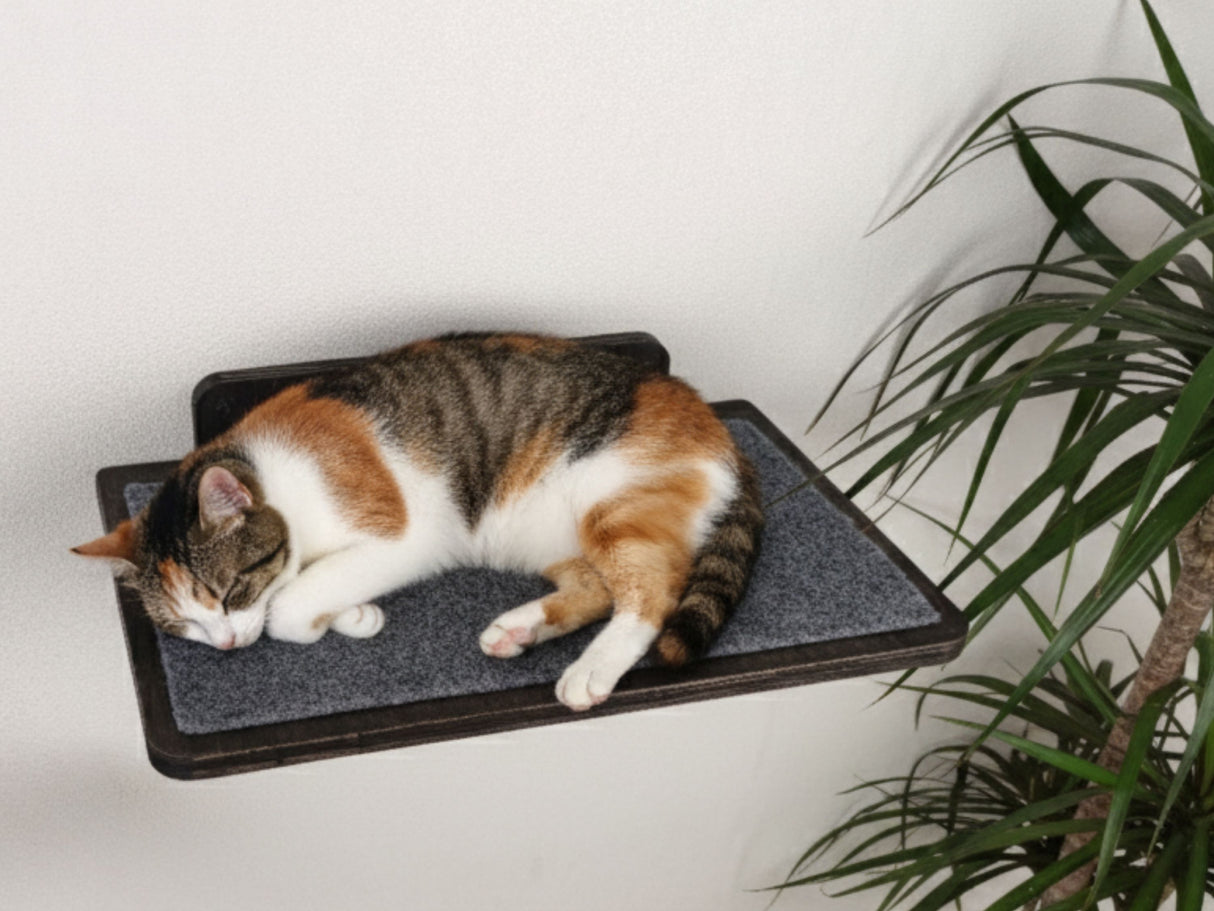 Cat lying on a elevated cat shelf with a plant in the background