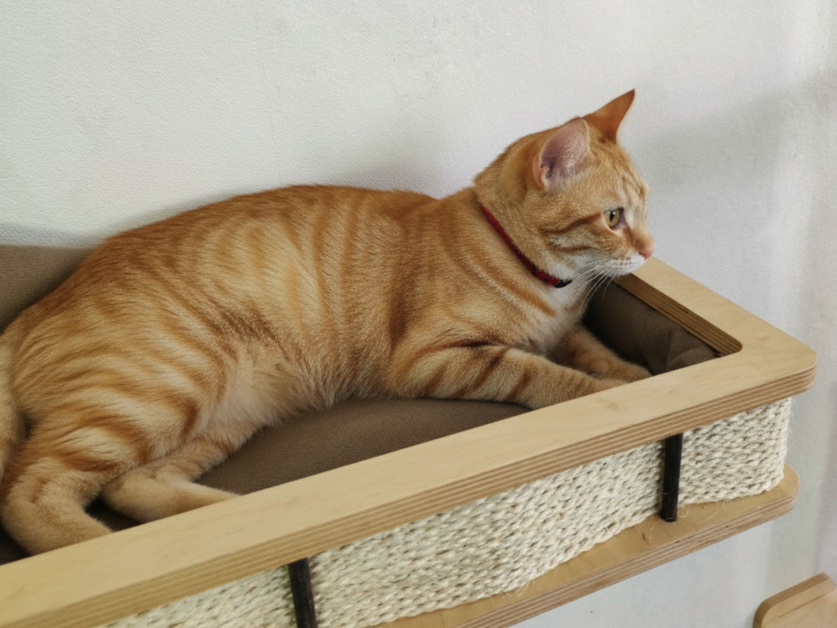 Orange tabby cat sitting on a wooden cat shelf with a white background