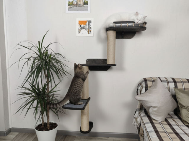 Cat climbing a cat tree in a living room with a plant and sofa.