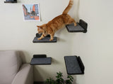 Cat climbing on a set of wall-mounted cat shelves in a living room.