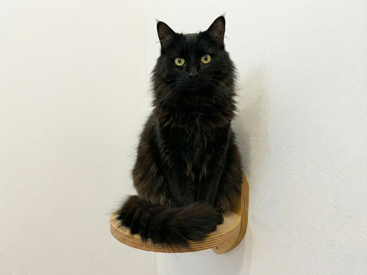 wall steps for cats