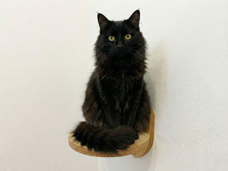 wall steps for cats