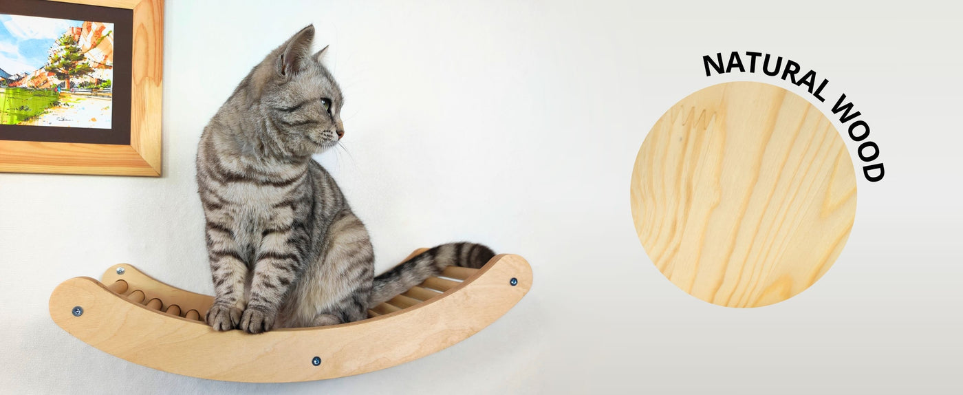 cat shelves wall