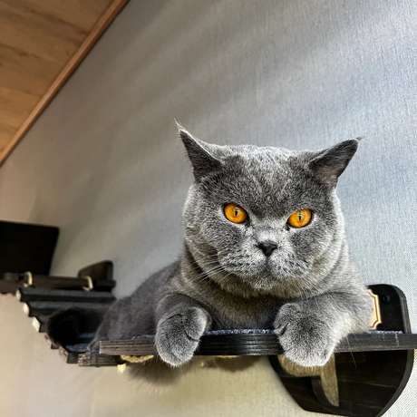 cat rope bridge