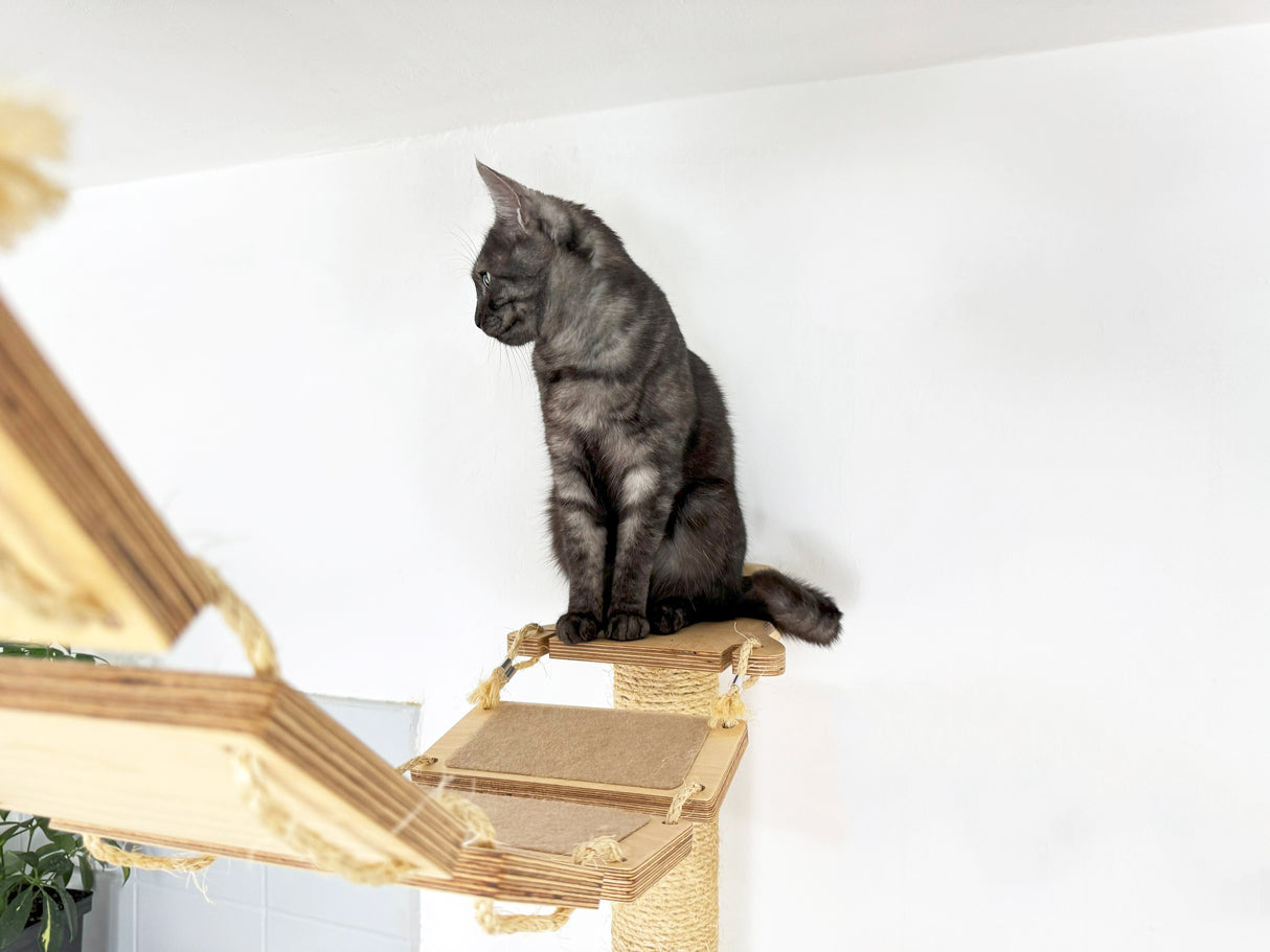 cat platforms