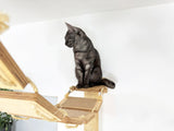 cat platforms