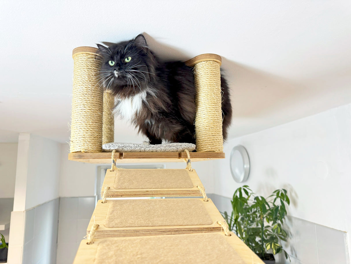 cat rope bridge